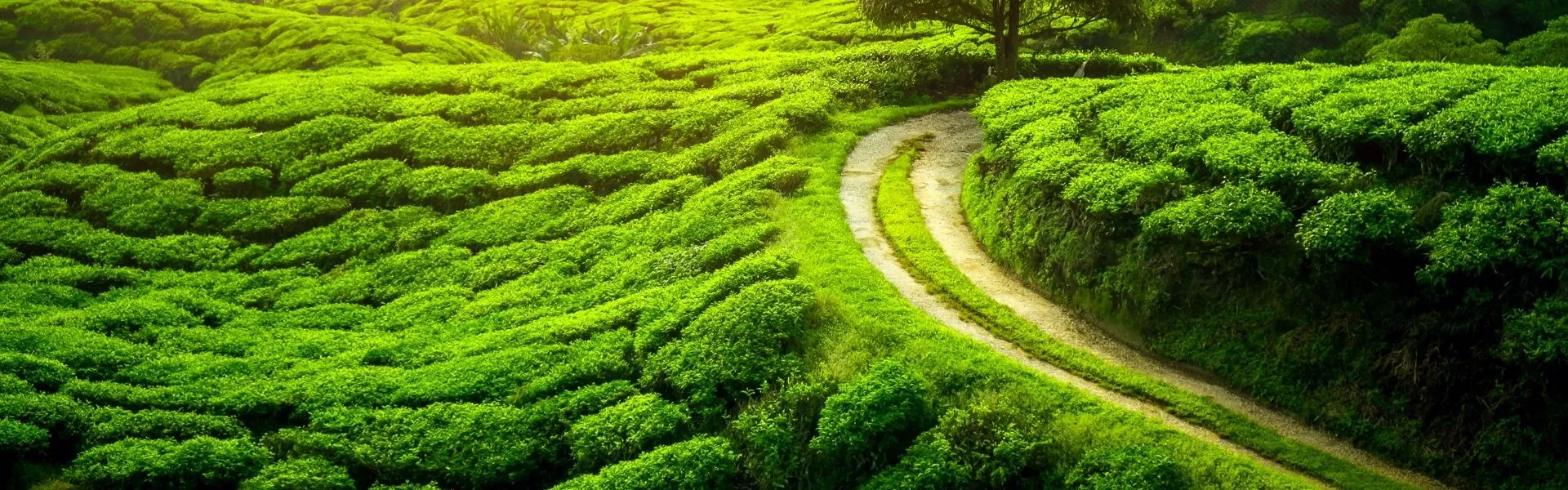 darjeeling